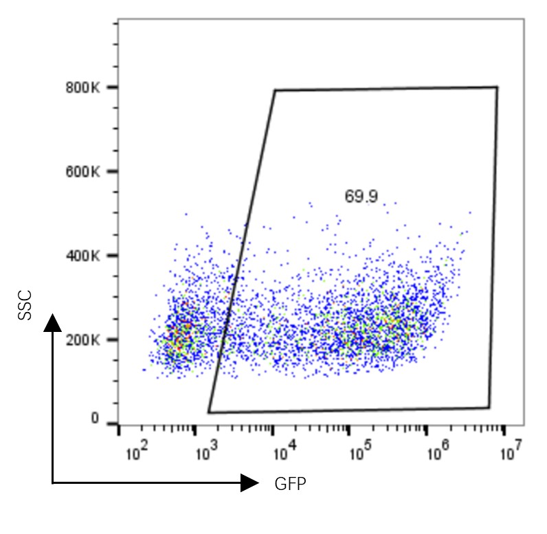 mT-mRNA-4.jpg